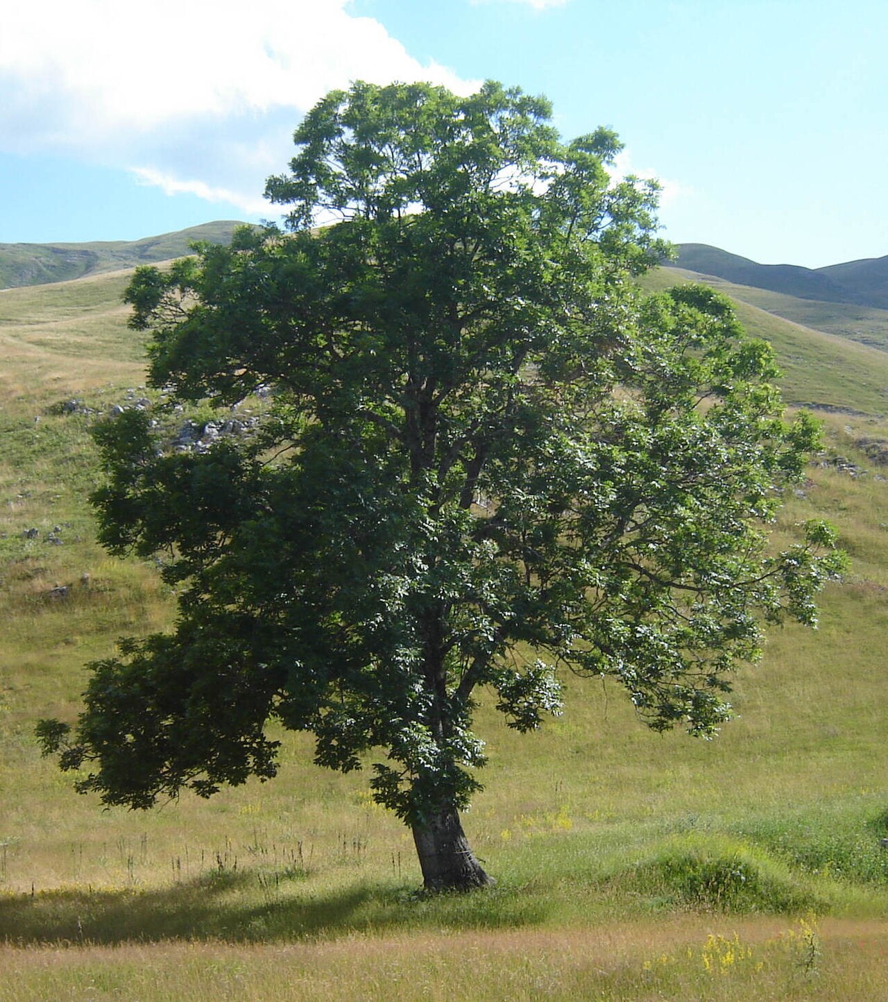 Types of Trees