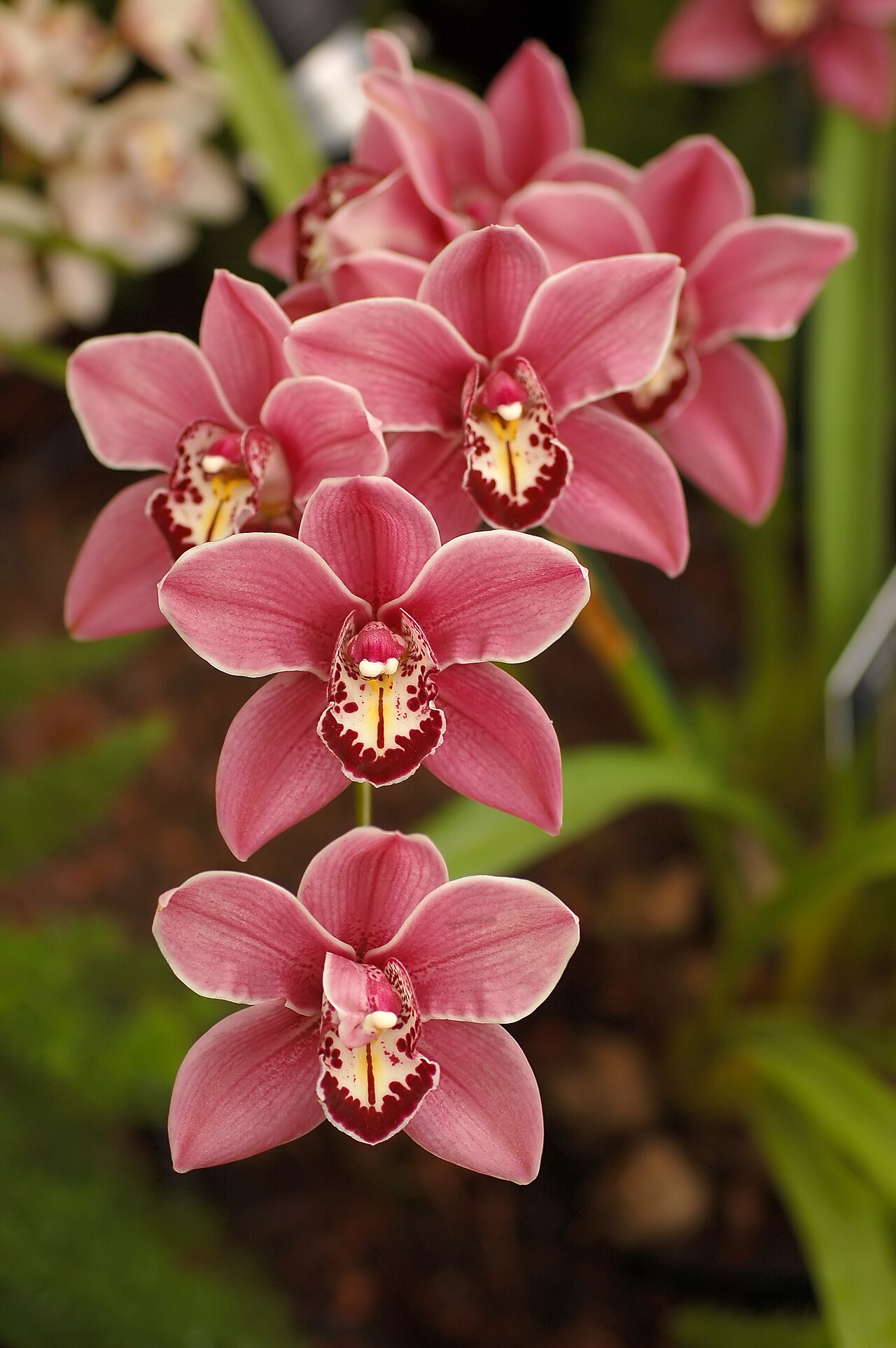 Pink Flowers: 12 Reliable Garden Picks Across the Pink Spectrum