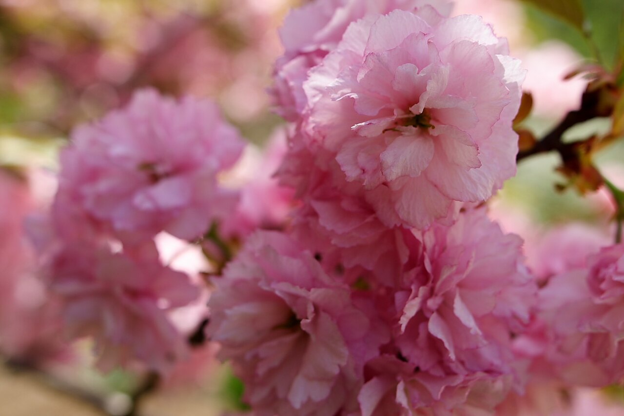 Tree with Pink Flowers: Lunaire's Field-Tested Picks