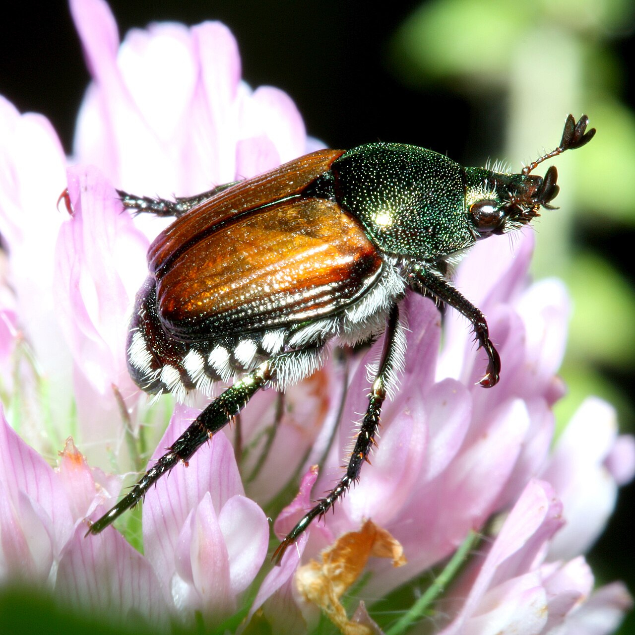 Japanese Beetle: How to Identify, Manage, and Outlast Them