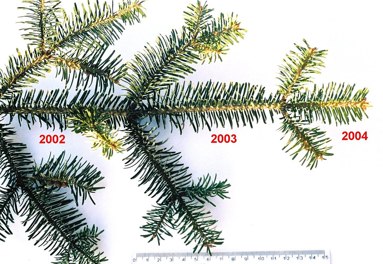 Evergreen Trees: Lunaire's Field-Tested Picks