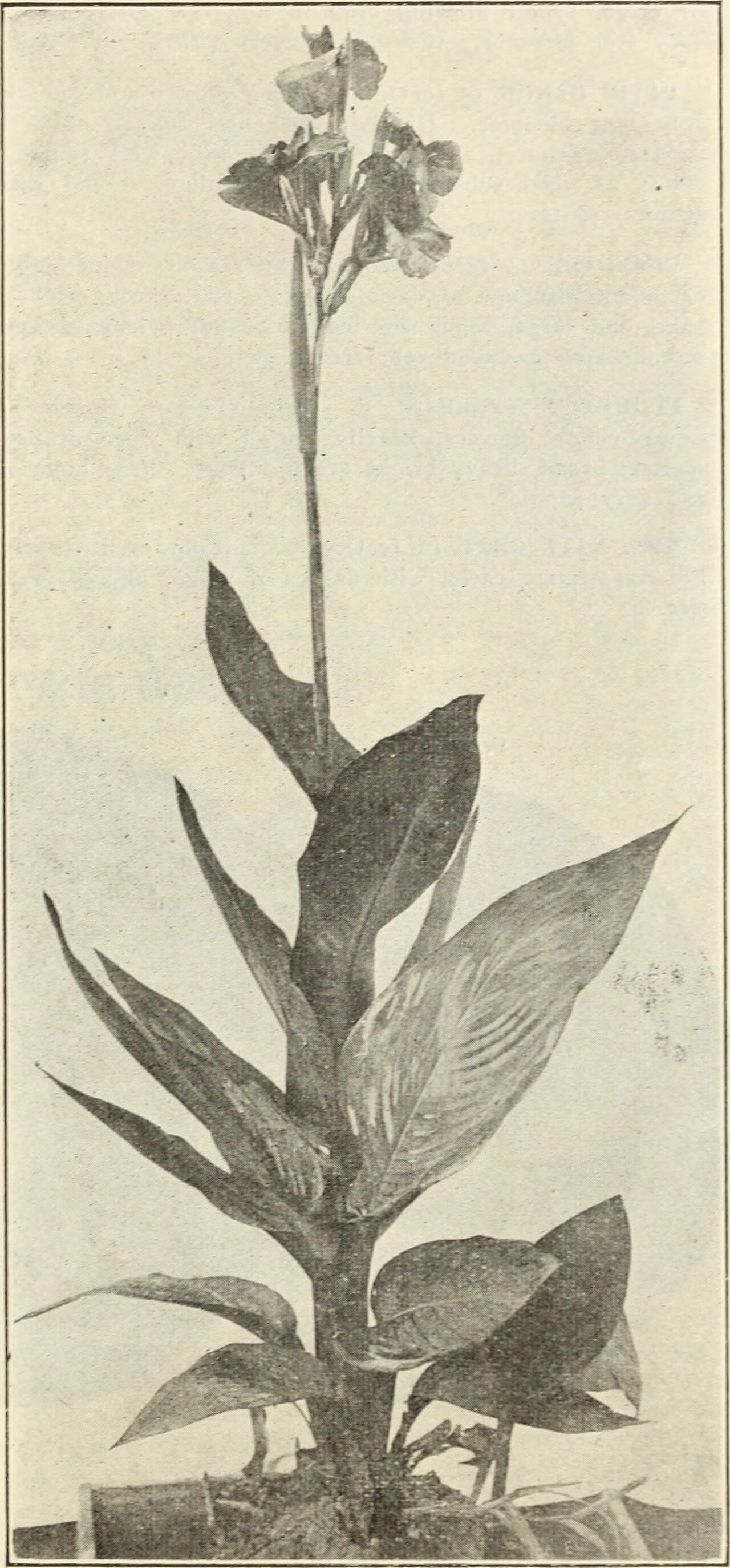 Small Evergreen Garden Plants