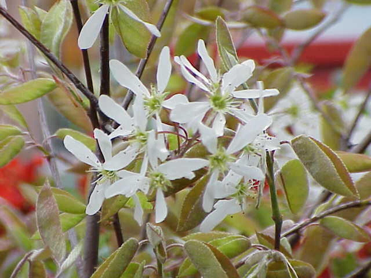 Amelanchier Plants — Amelanchier spp.