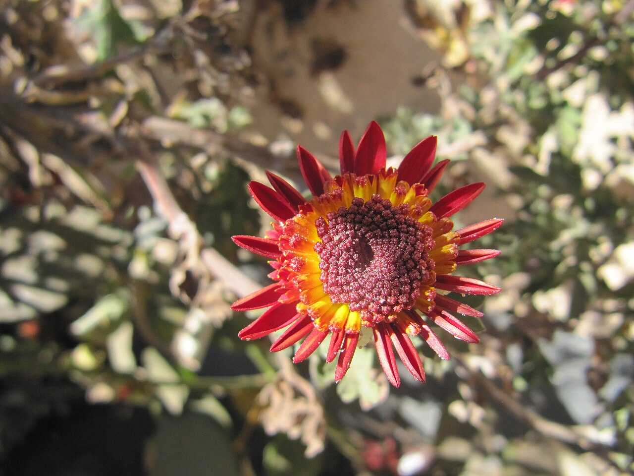 Flowers on Red: Lunaire's Field-Tested Picks