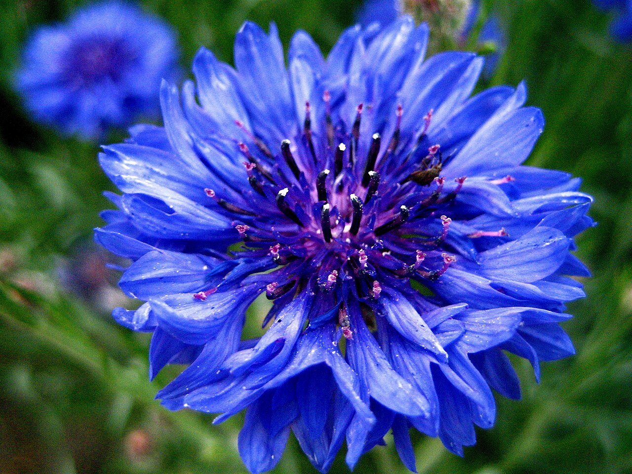 Blue Flower: Lunaire's Field-Tested Picks