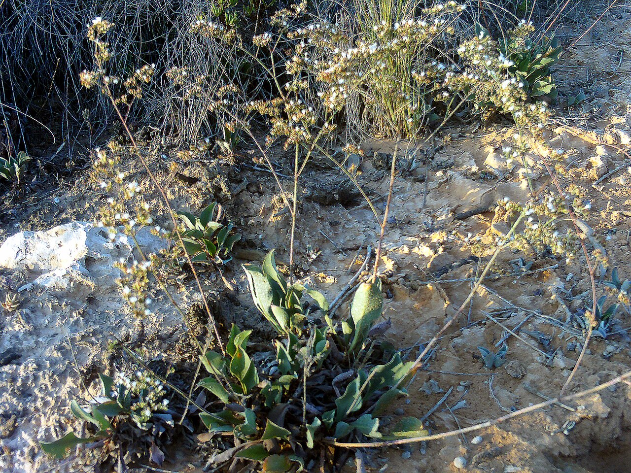 Lavender Perennial: Lunaire's Field-Tested Picks