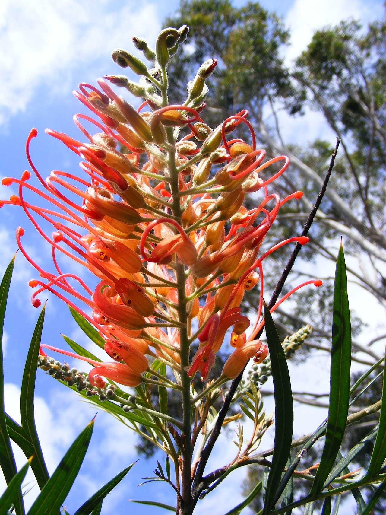 Are Spider Plants Toxic to Cats