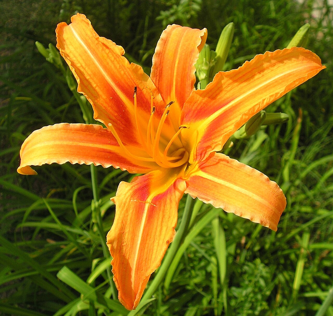 Orange Flowers: Lunaire's Field-Tested Picks