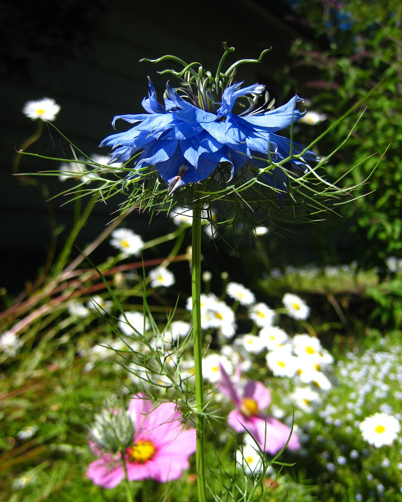 Blue Mist Flower: Lunaire's Field-Tested Picks