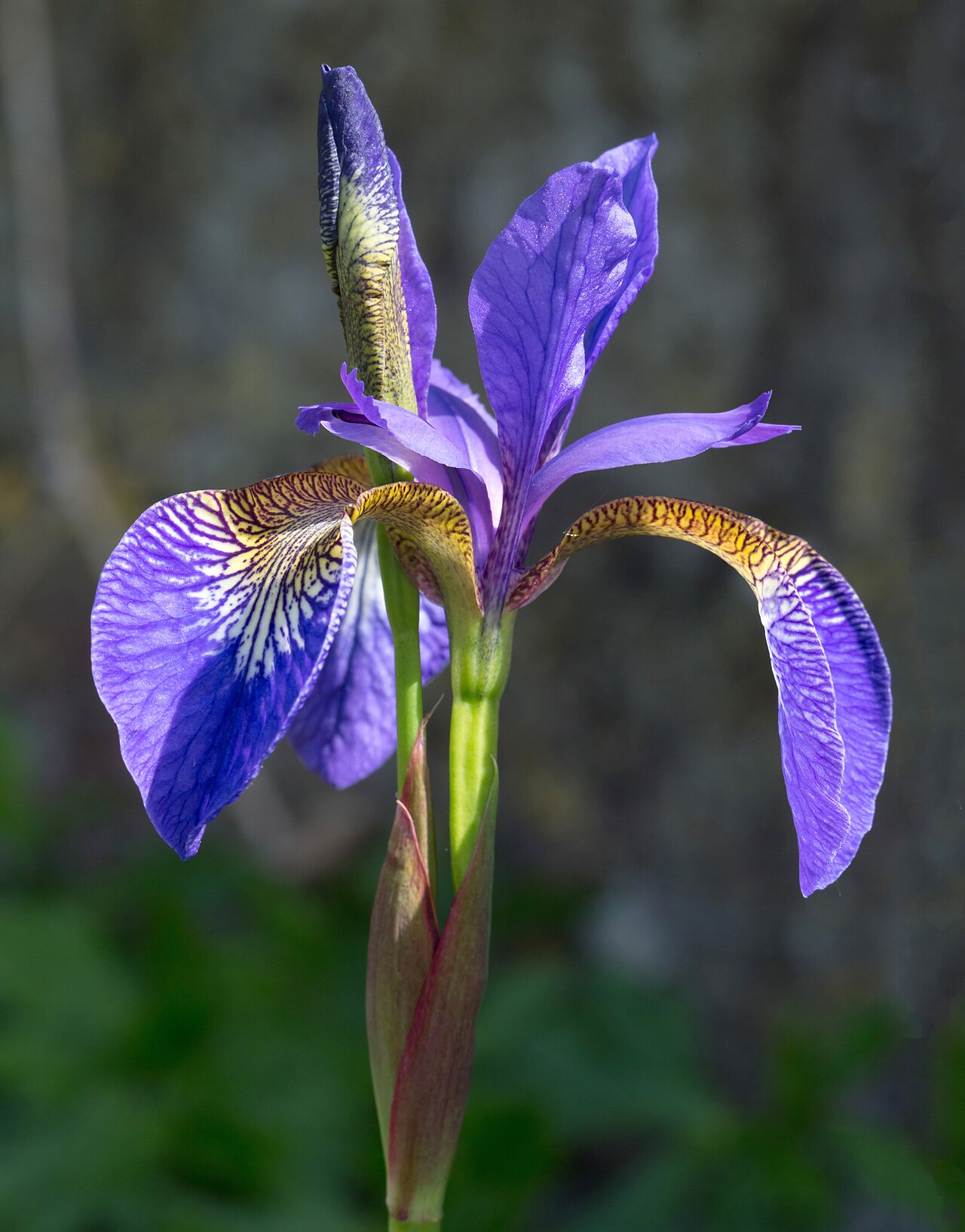 Purple Flowers: 12 Garden Picks from Lavender to Eggplant