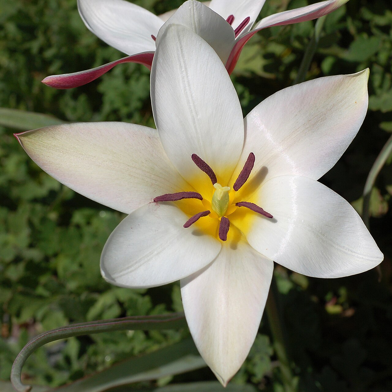 White Flowers: Lunaire's Field-Tested Picks