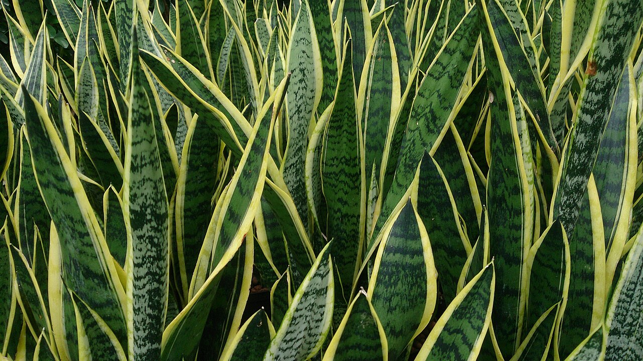 Snake Plant: The Architectural Houseplant That Survives Anything — Dracaena trifasciata