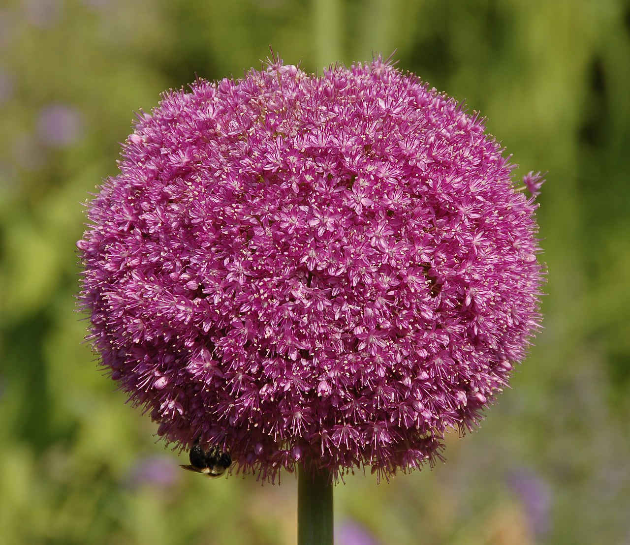 Pink Flower: Lunaire's Field-Tested Picks