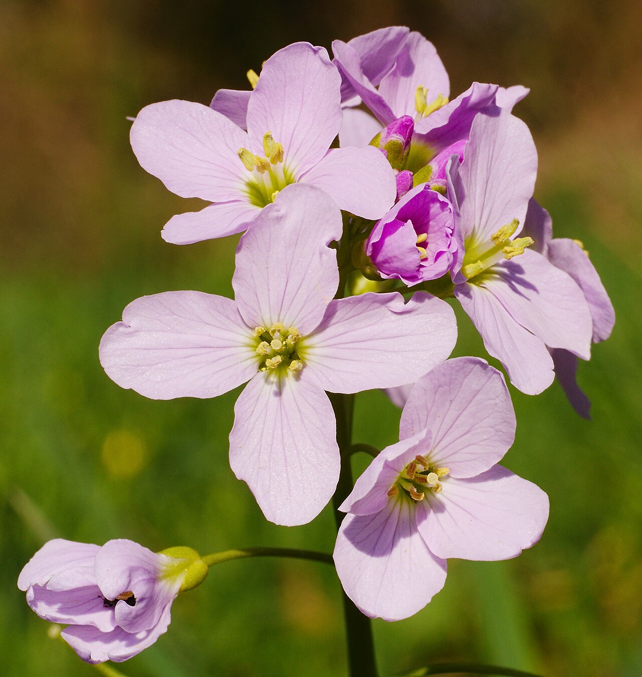 Pink with Flower: Lunaire's Field-Tested Picks