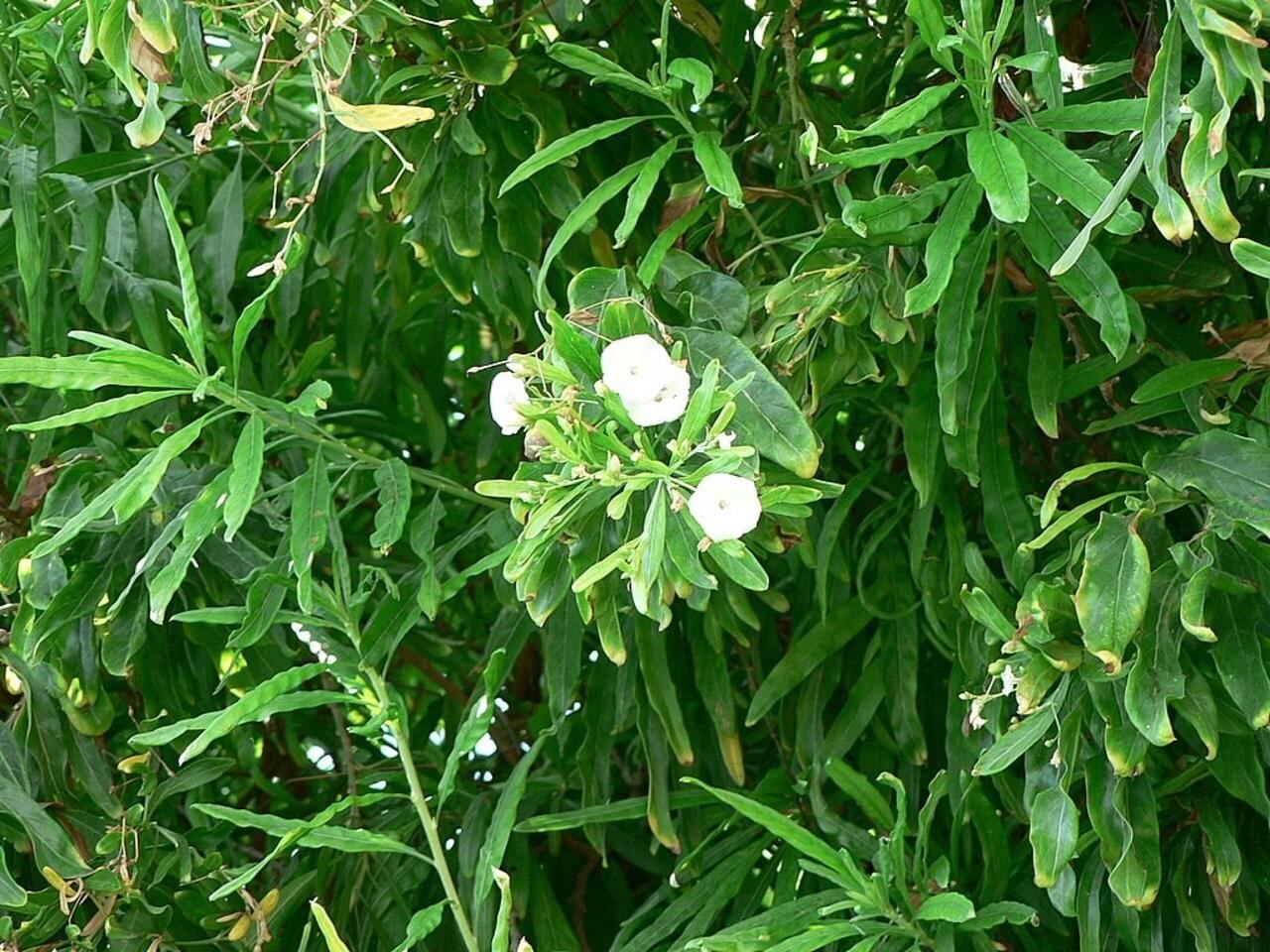 White Flower Shrubs and Bushes: Lunaire's Field-Tested Picks