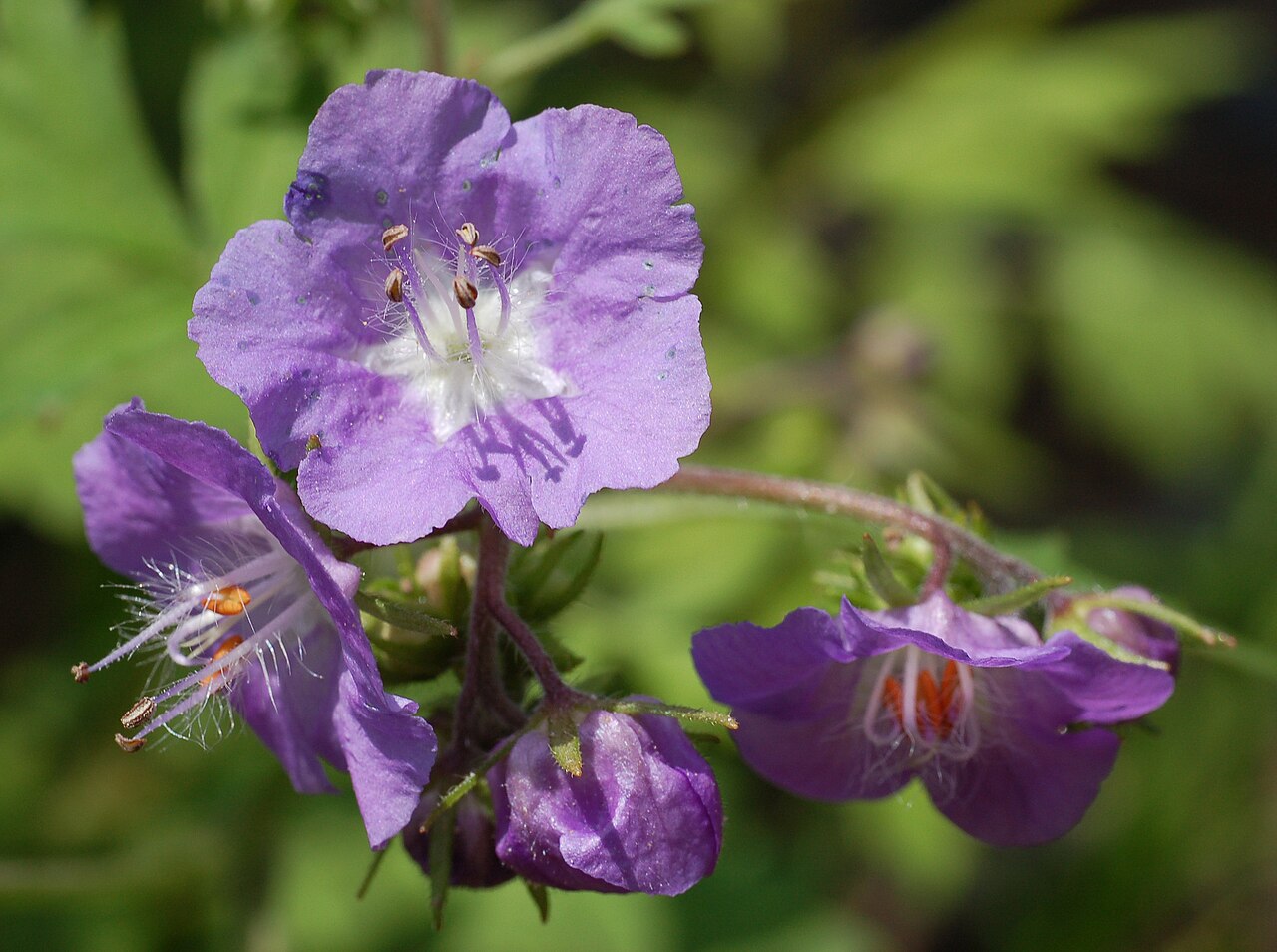 Purple and Flowers: Lunaire's Field-Tested Picks