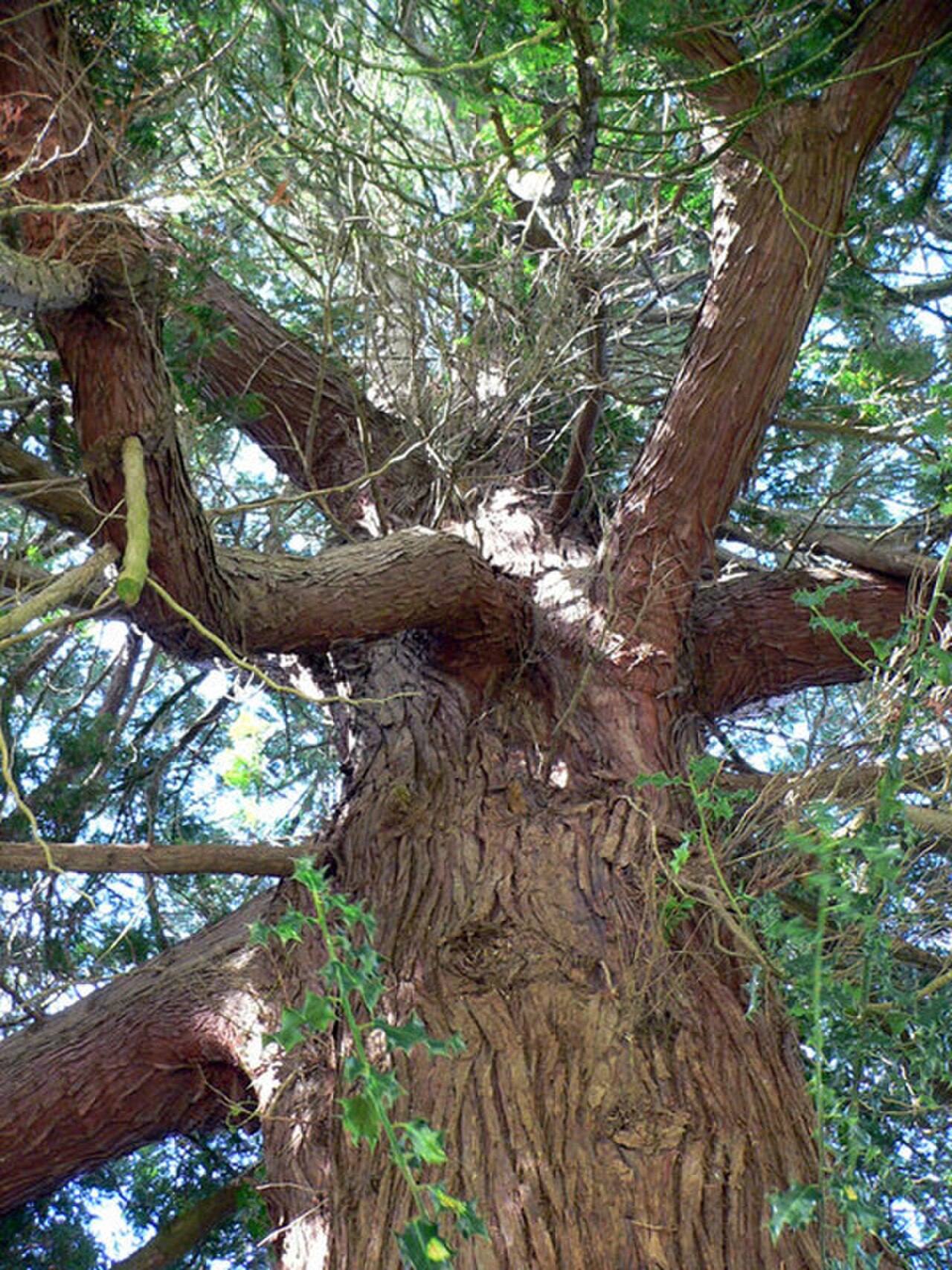Evergreen Tree: Lunaire's Field-Tested Picks