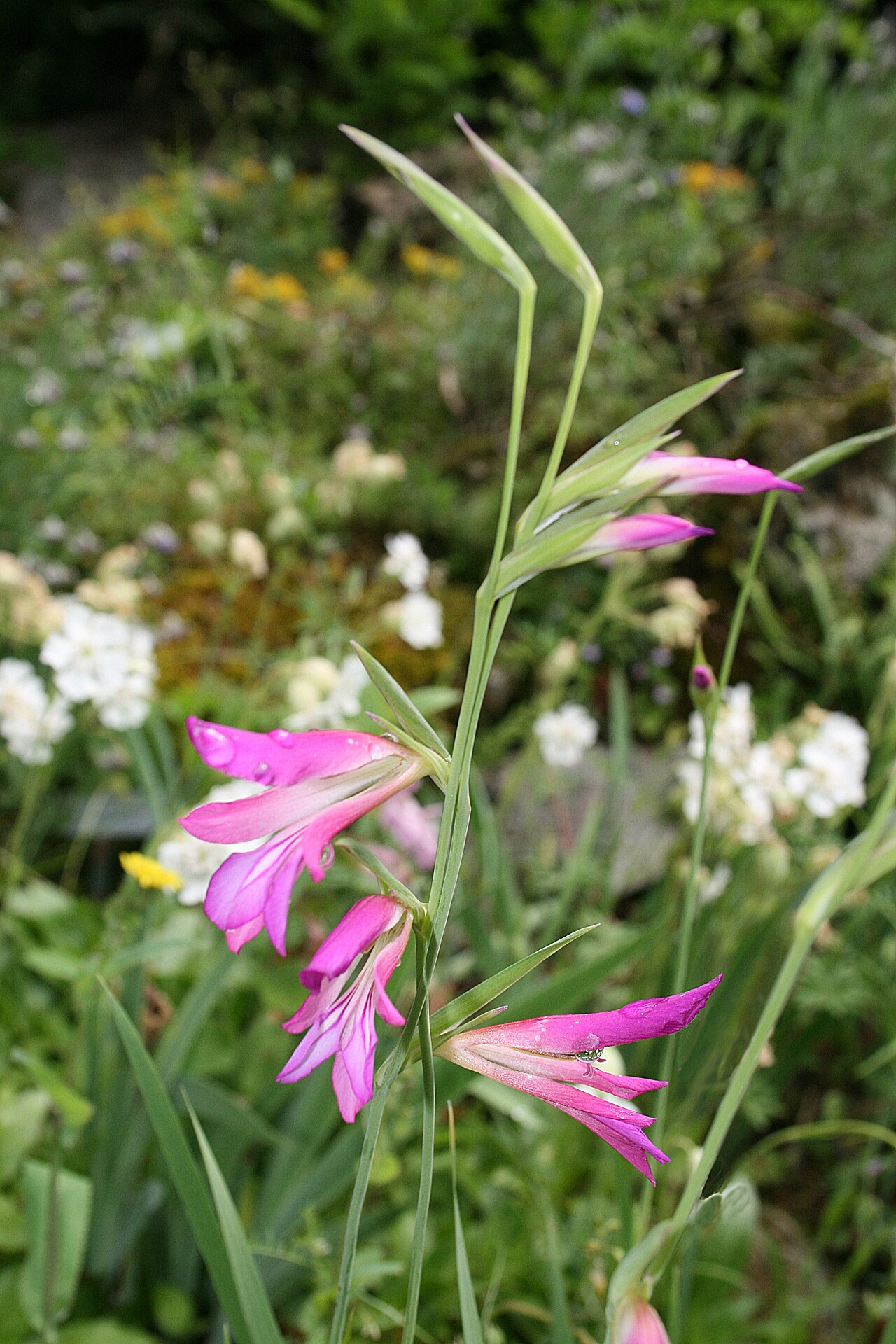 August Birth Flower: Gladiolus and Poppy
