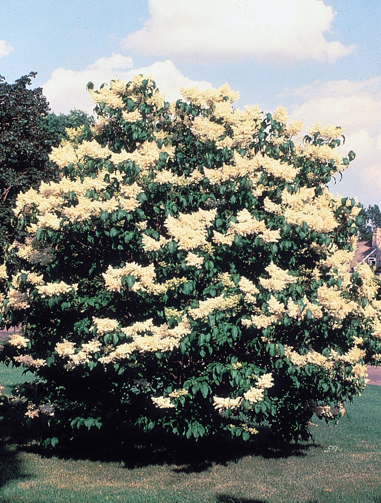 Japanese Lilac Tree: Lunaire's Field-Tested Picks