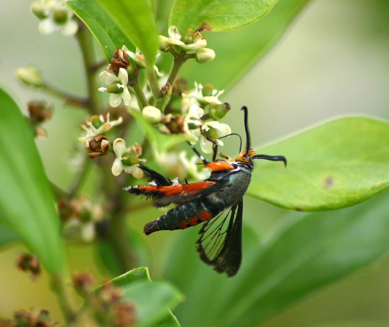 Squash Vine Borer: The Pest That Kills a Healthy Vine in a Week