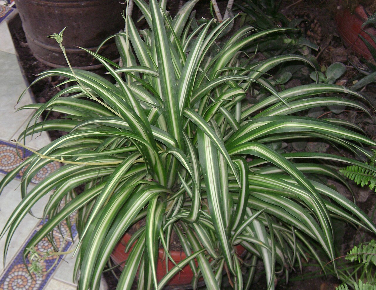 Spider Plant: The Forgiving Houseplant That Multiplies for You — Chlorophytum comosum