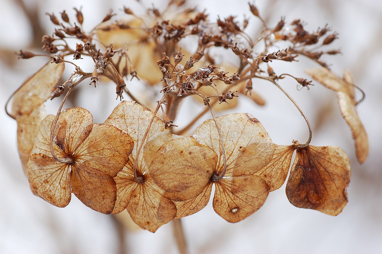Blue Bell Flowers: Lunaire's Field-Tested Picks