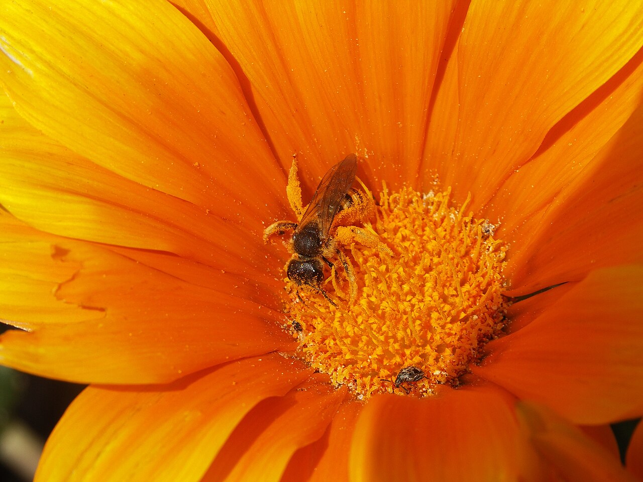 Flowers with Orange: Lunaire's Field-Tested Picks