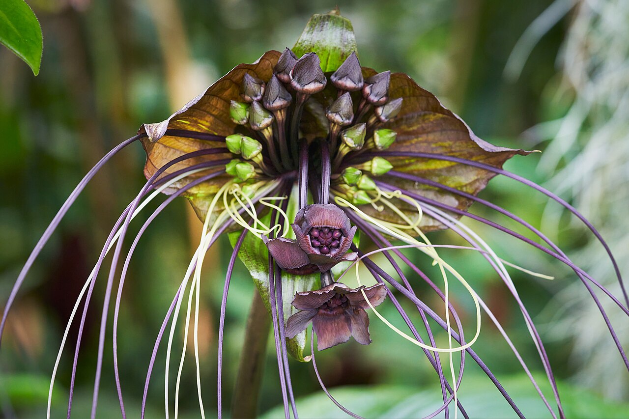 Black Bat Flower: Lunaire's Field-Tested Picks
