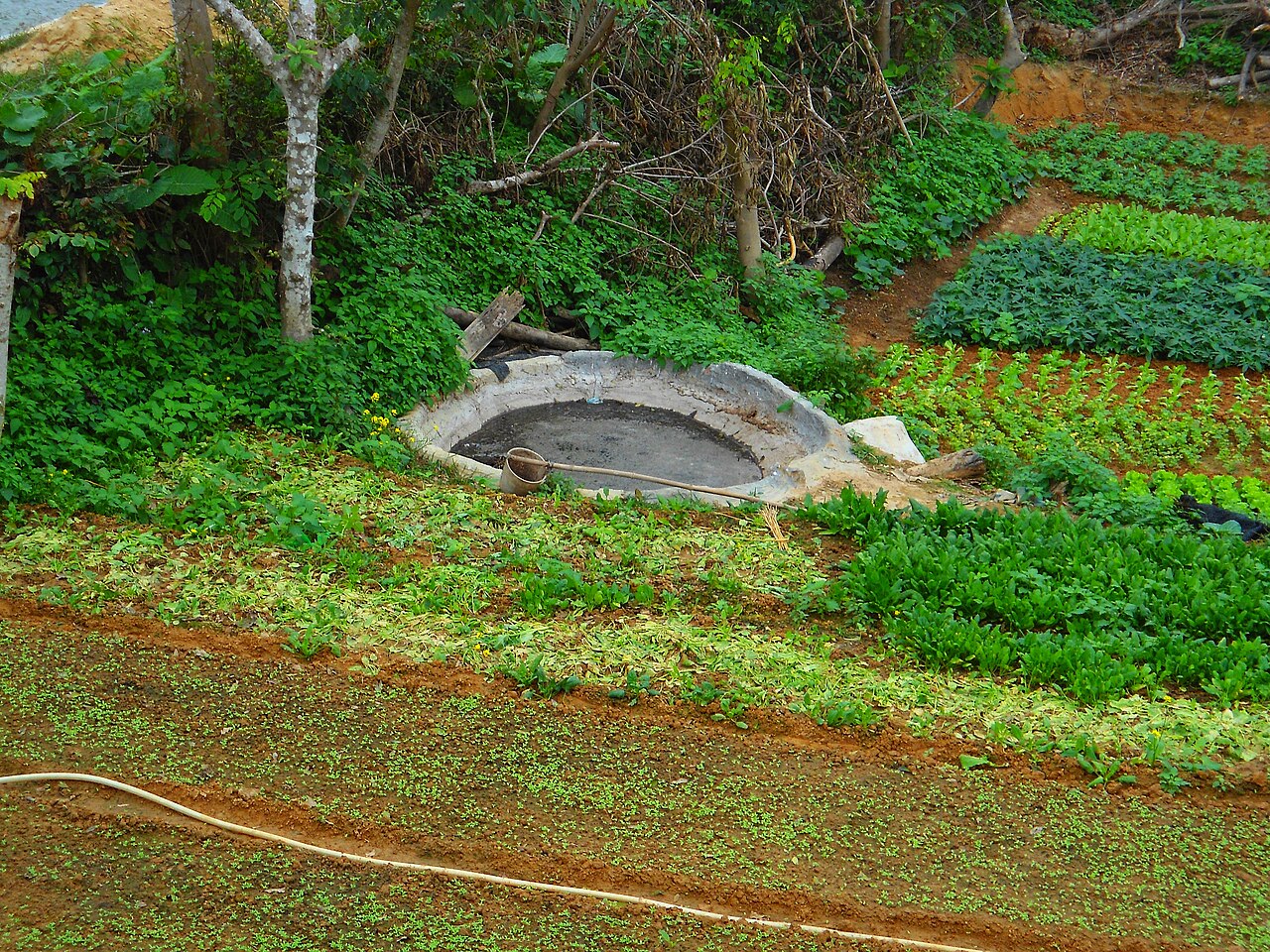 Organic Fertilizer