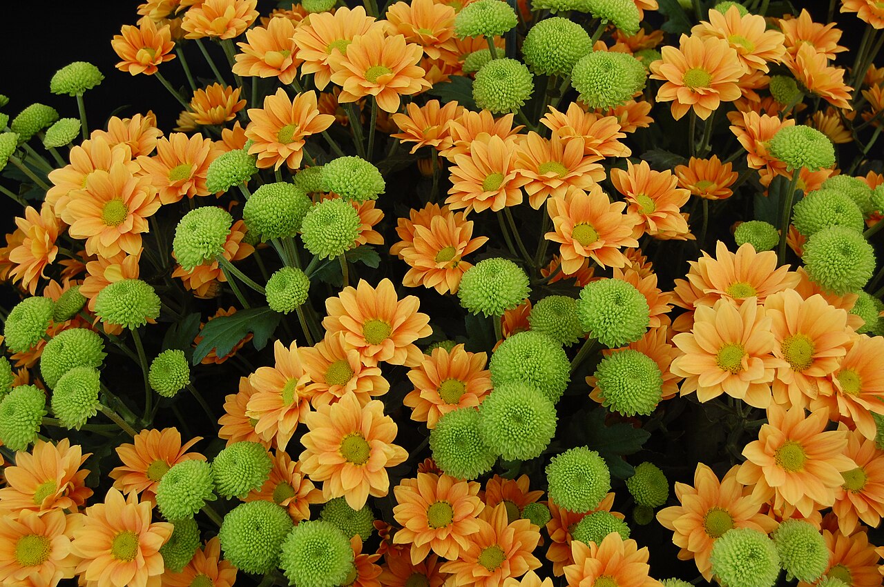 Green Flowers: Lunaire's Field-Tested Picks