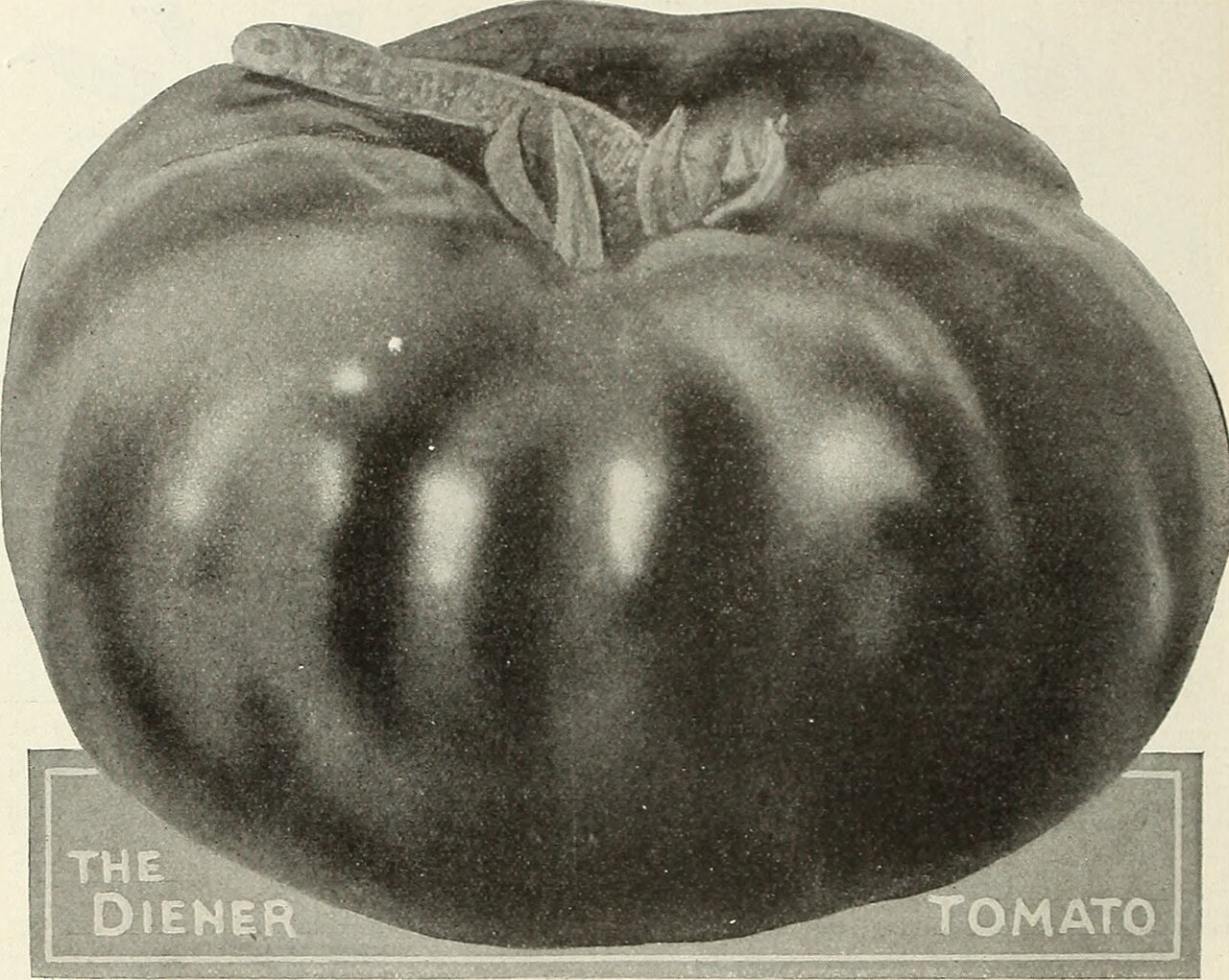 Tomato Companion Plants