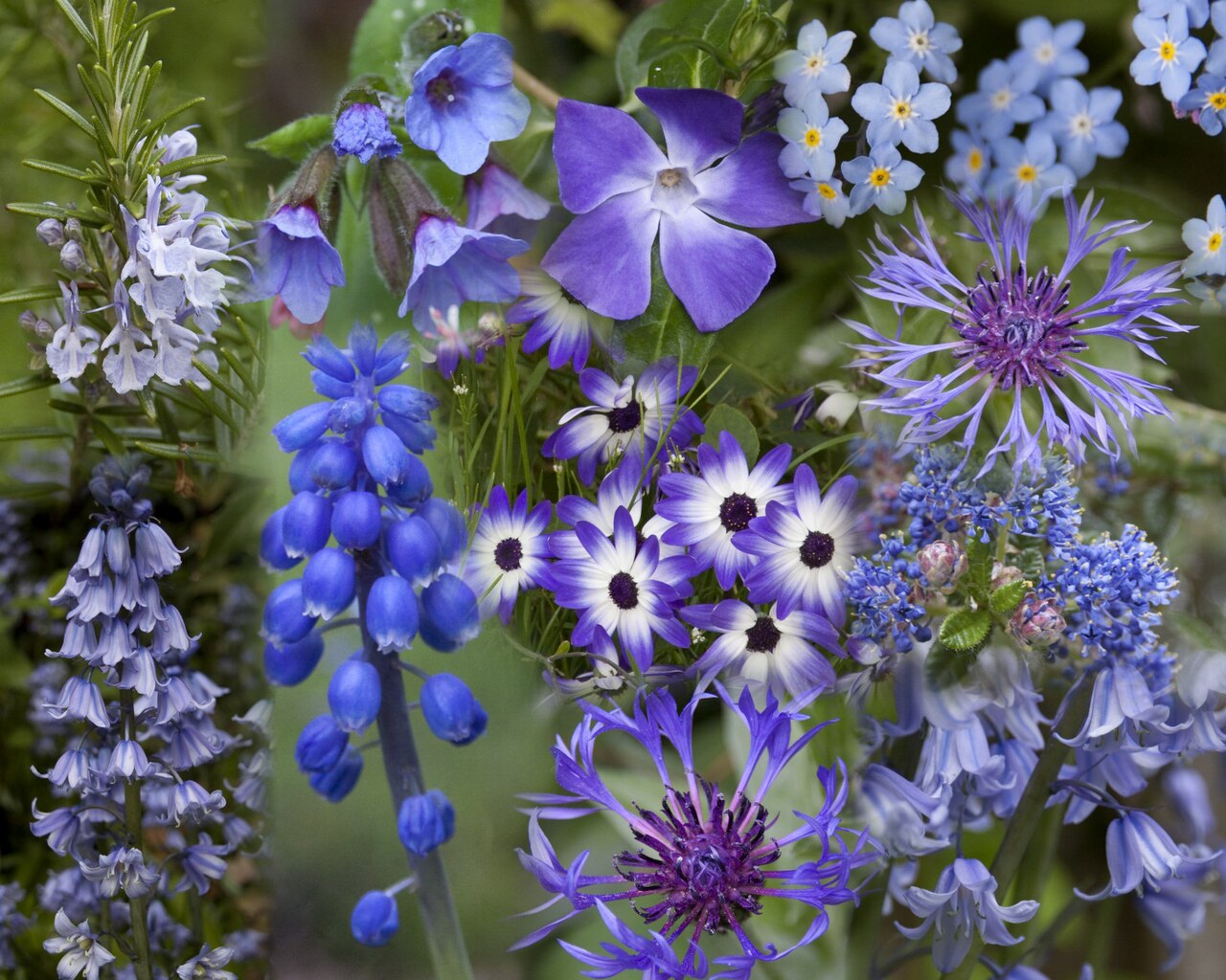 Blue Flowers: 12 True-Blue Garden Picks (Without the Photoshop)