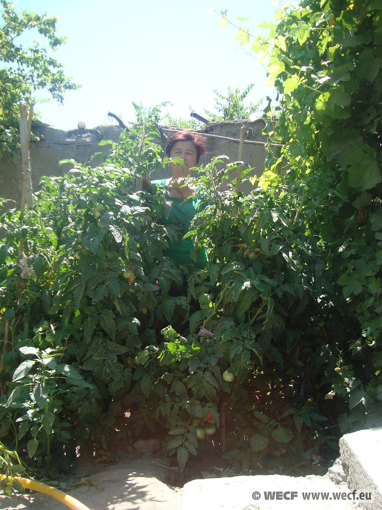 Tomato Fertilizer