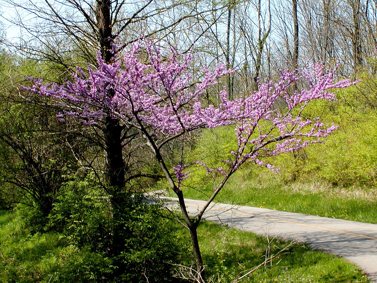 Eastern Redbud Tree: Lunaire's Field-Tested Picks