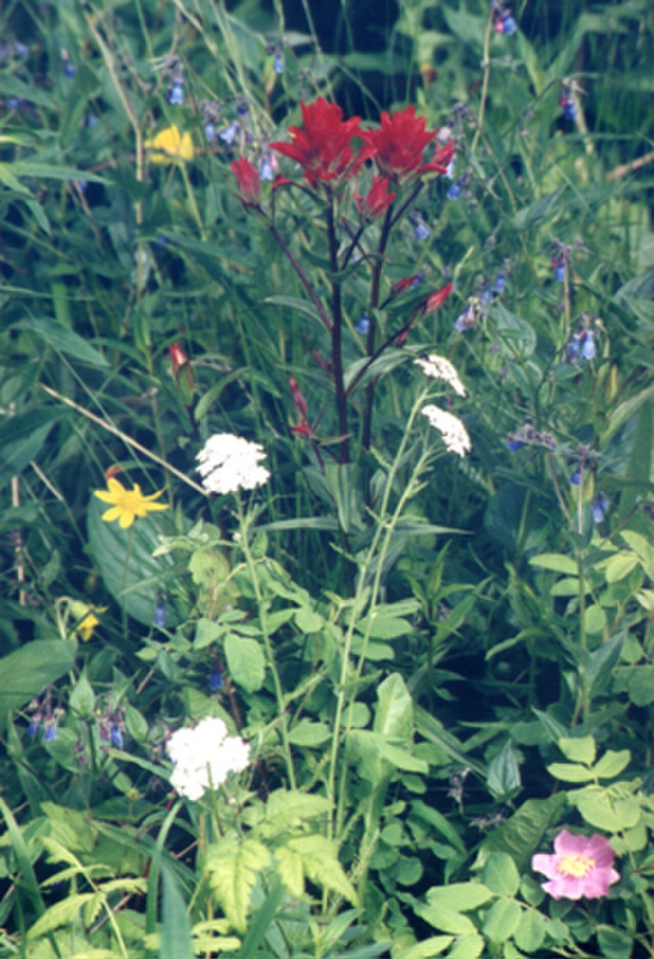 Wild Flowers: 12 Native Picks to Replace Your Lawn With