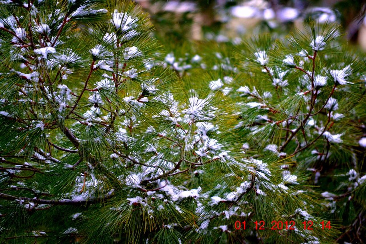 Eastern White Pine Tree: Lunaire's Field-Tested Picks