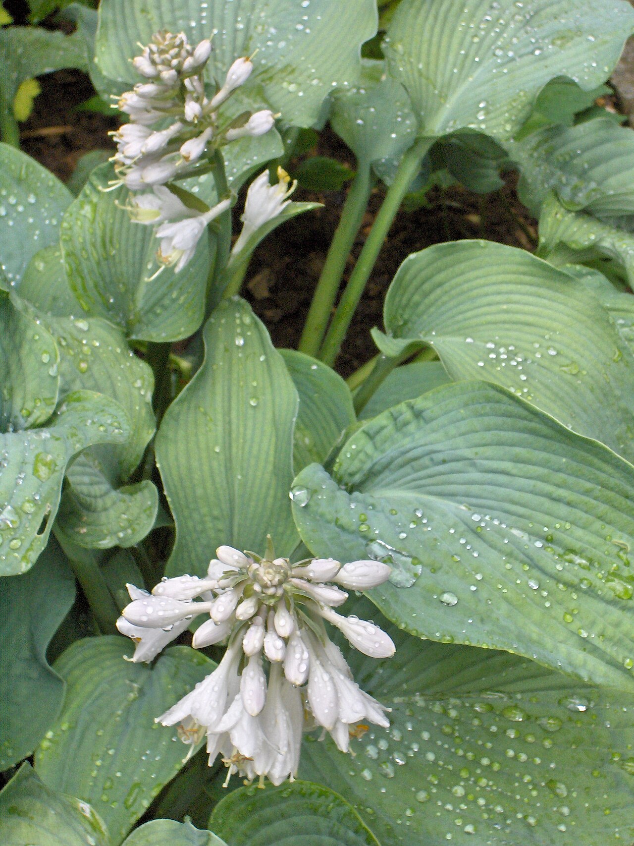 Hosta Plant — Hosta spp.