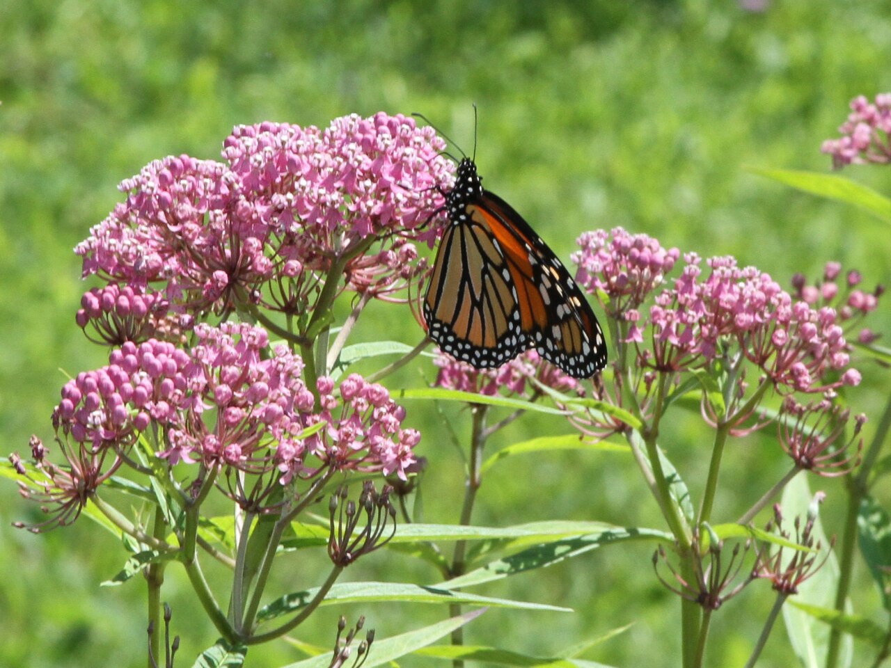 Milkweed: The Only Plant Monarch Caterpillars Eat — Asclepias spp.