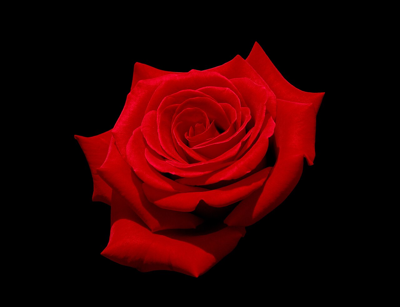 Red Flowers: Lunaire's Field-Tested Picks
