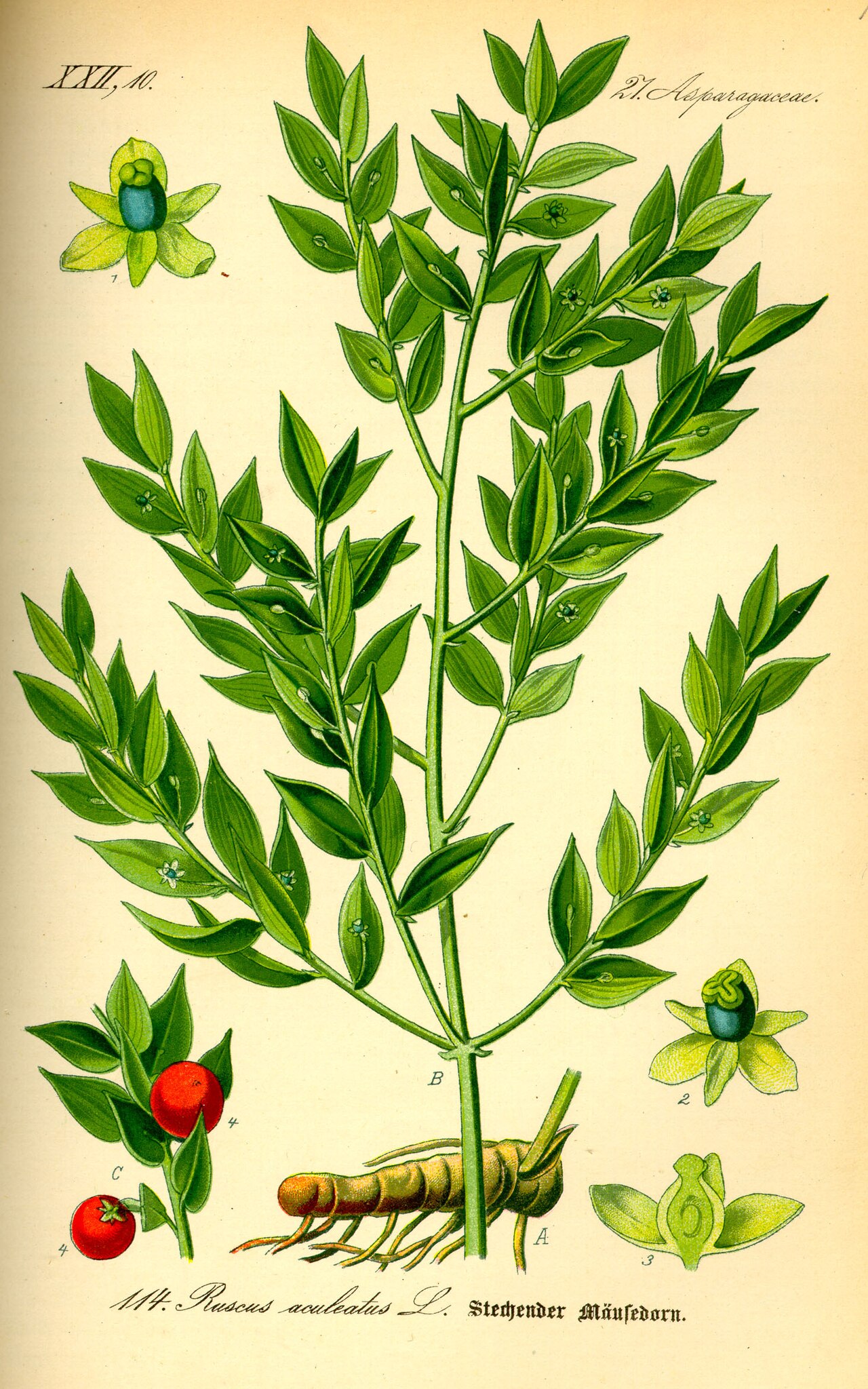 Evergreen Shrubs: Lunaire's Field-Tested Picks