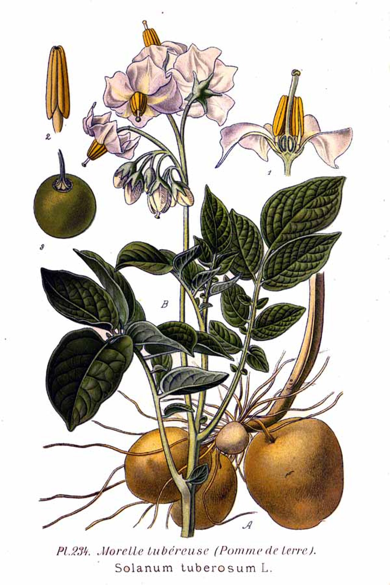 How to Plant Potatoes