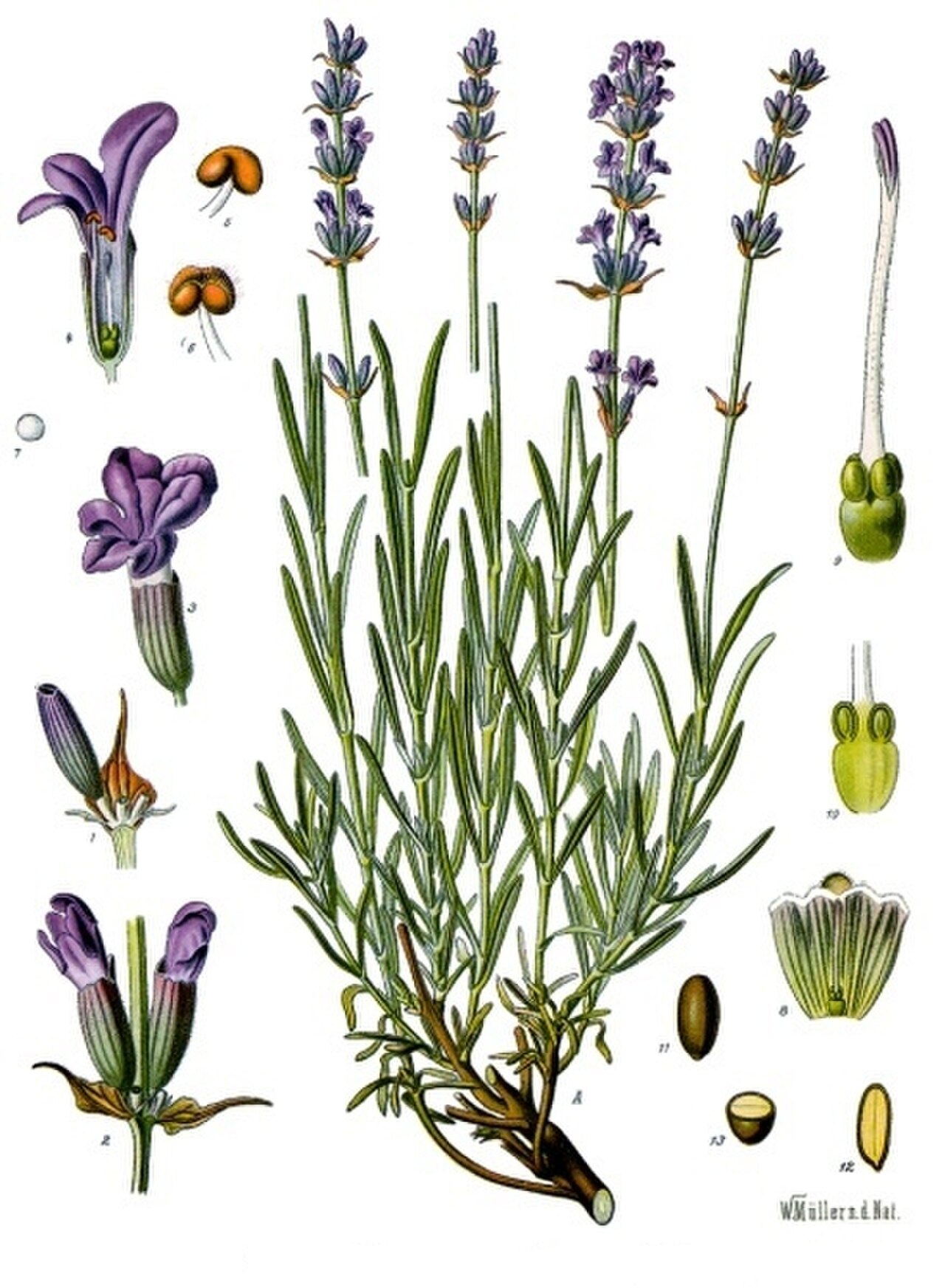 How to Plant Lavender