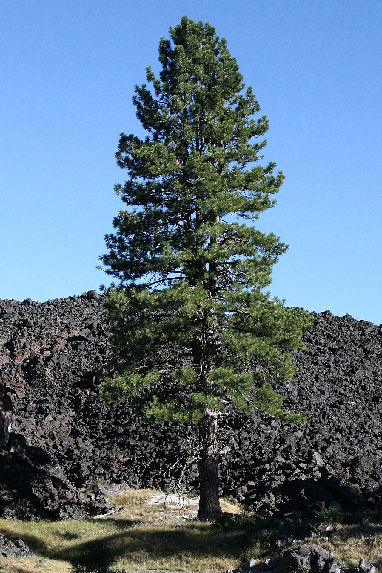 Types of Pine Trees