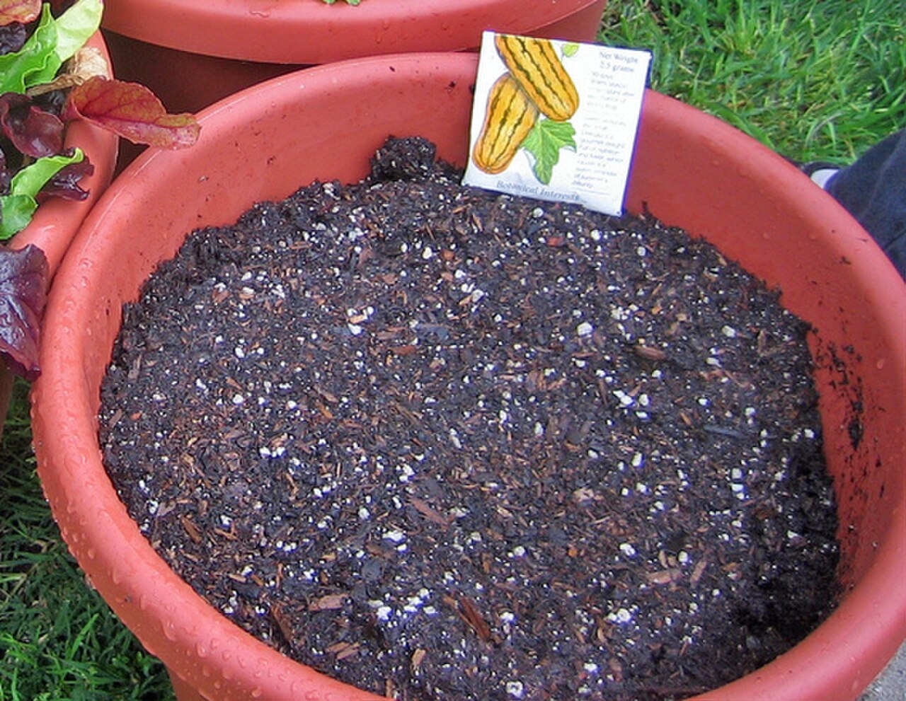 Potting Soil: What It's For, What's In It, and What to Skip