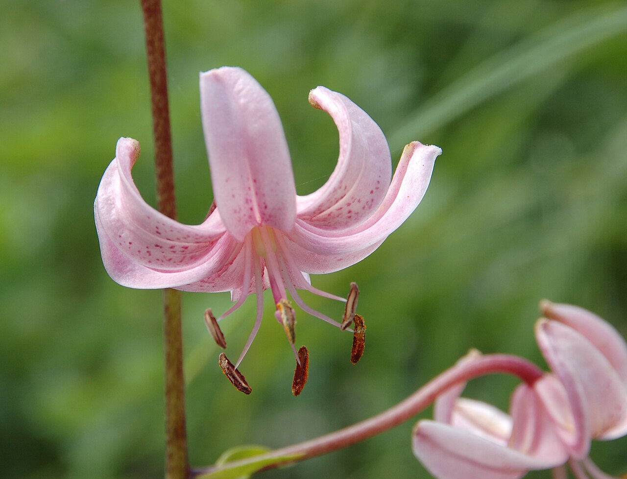 Flowers Pink Lily: Lunaire's Field-Tested Picks