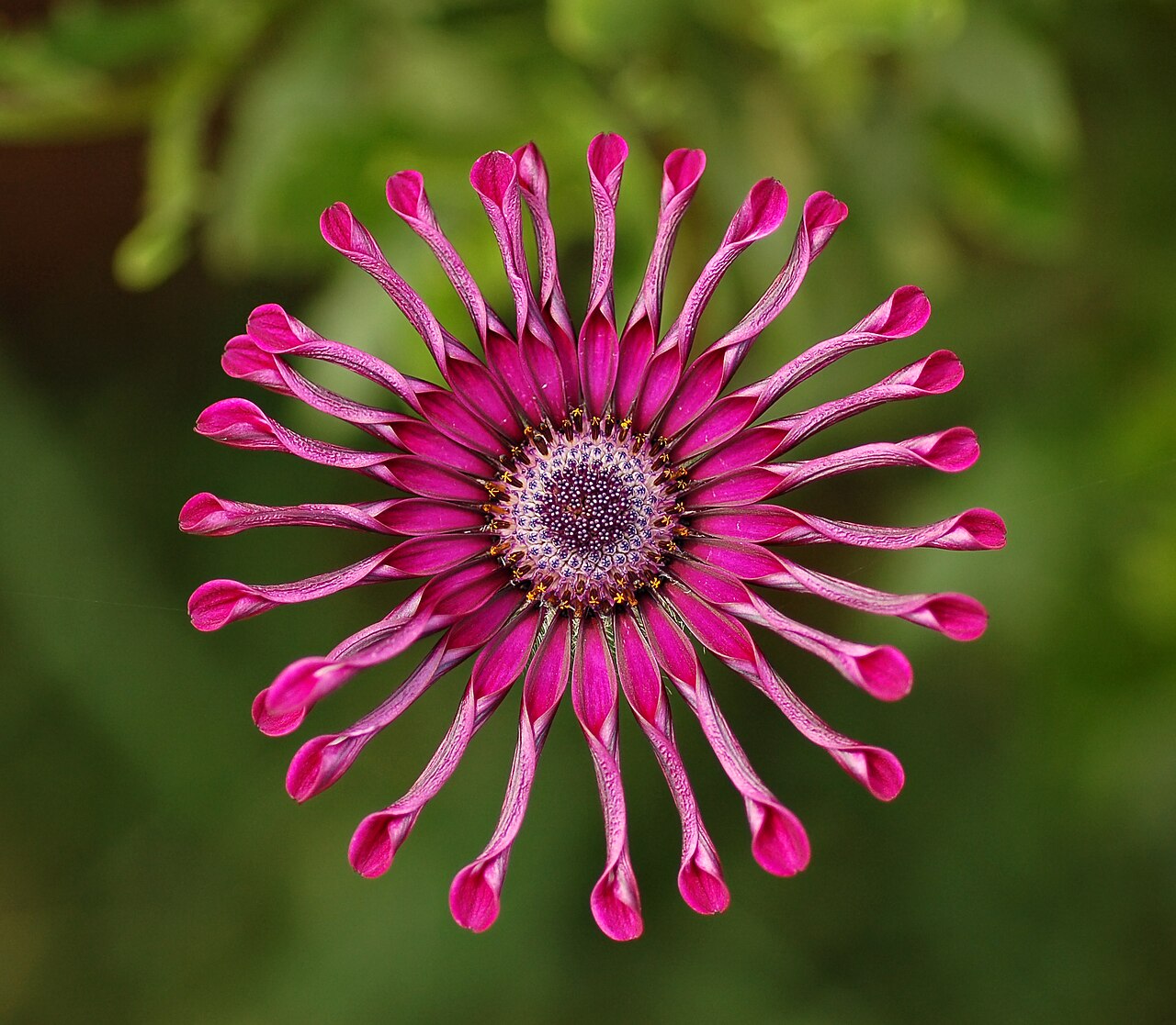 Purple Flower: Lunaire's Field-Tested Picks