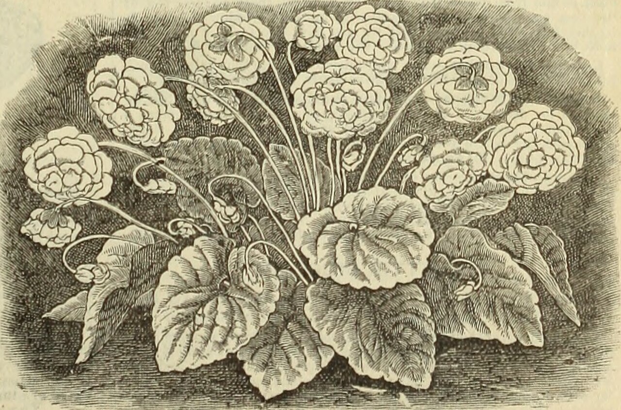 Low Light Plants