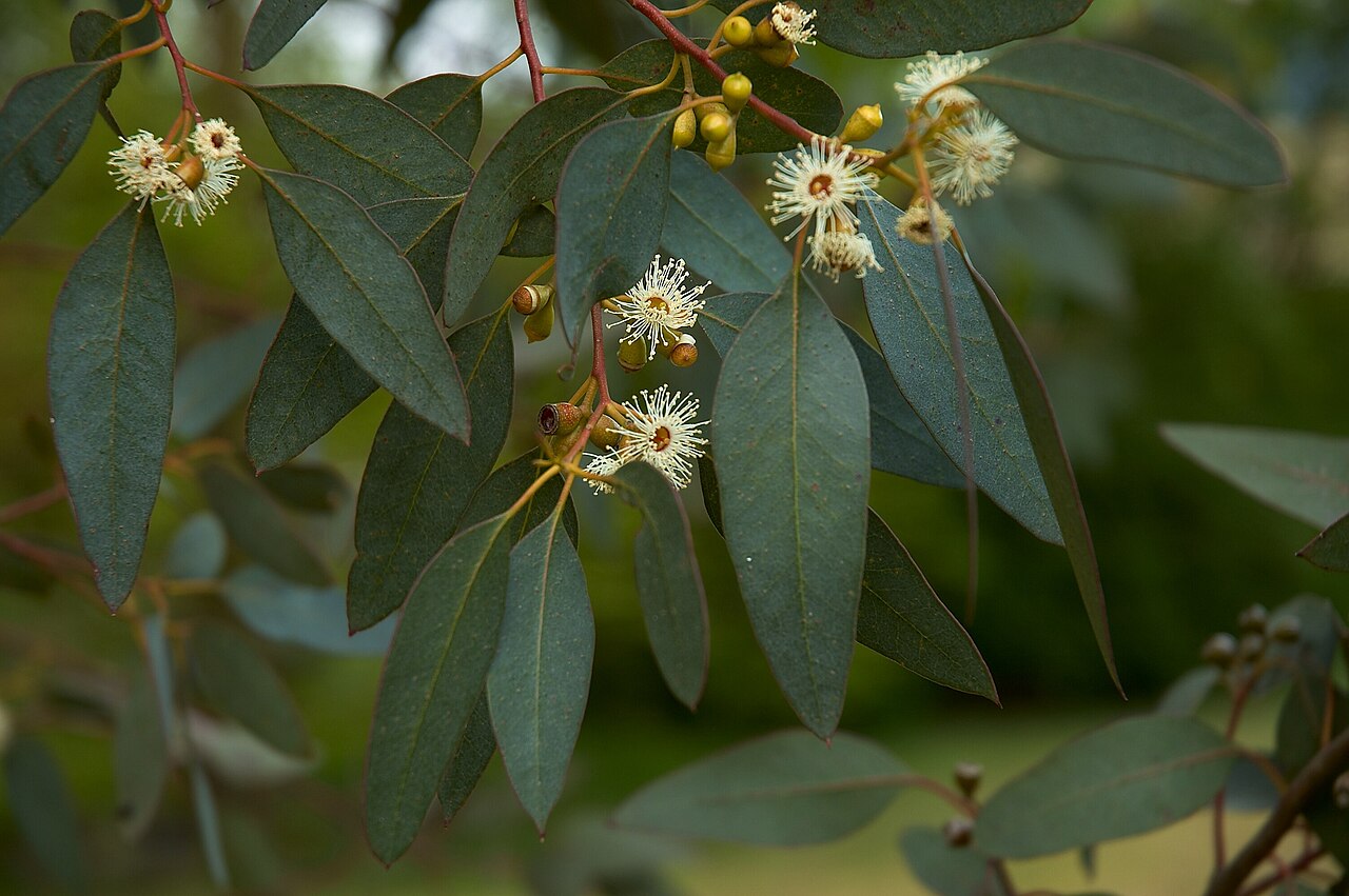 Eucalyptus Plant — Eucalyptus gunnii