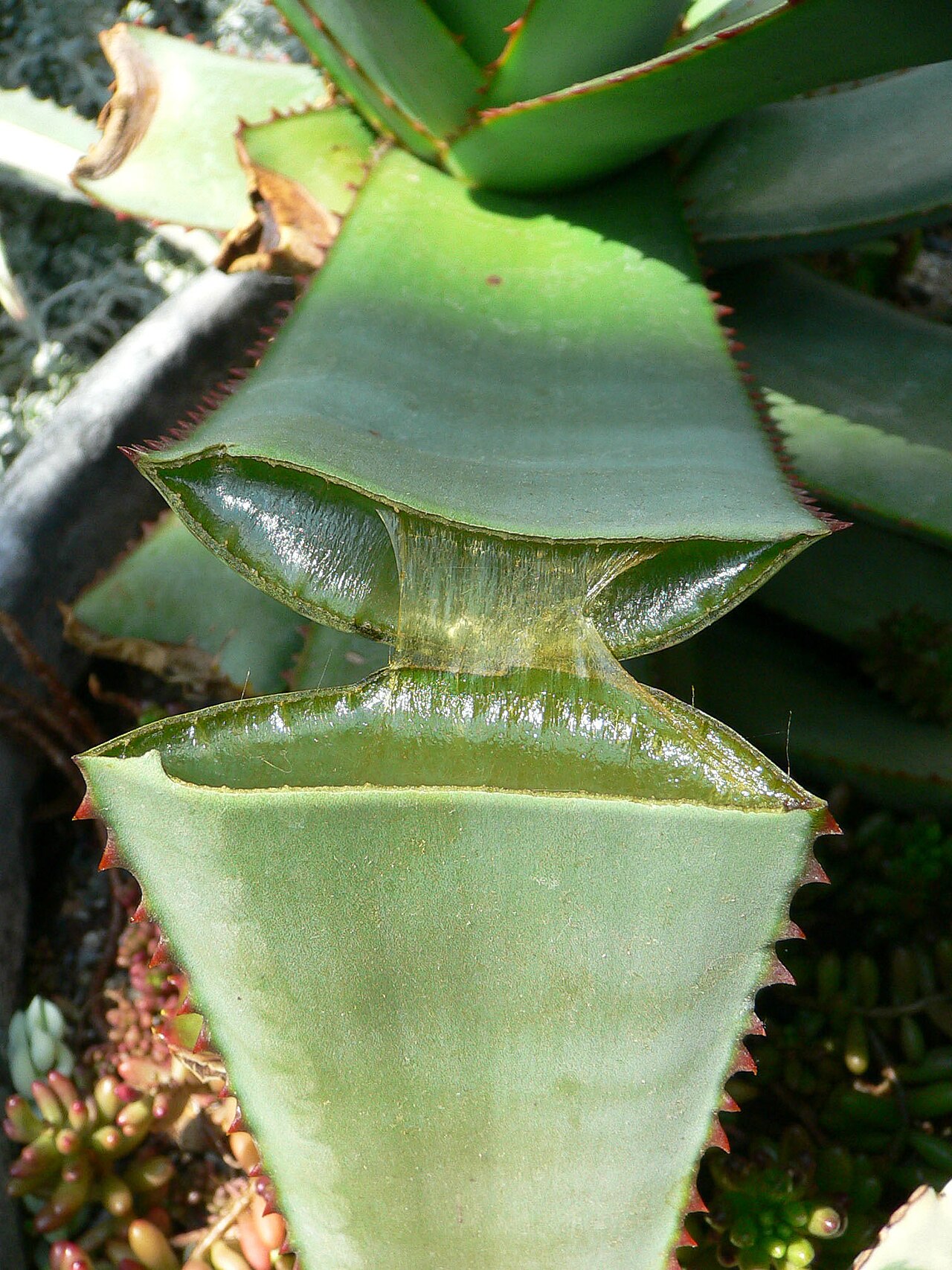 Types of Succulents