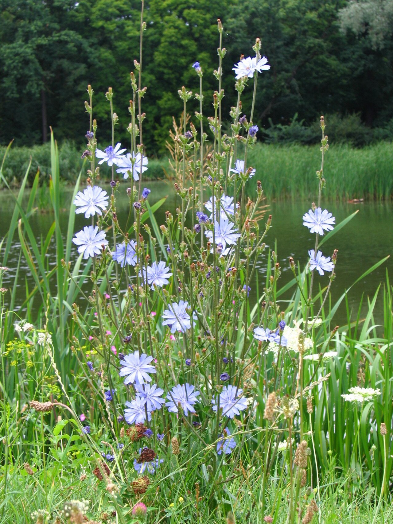 Perennial Flowers: 12 That Earn a Permanent Place in the Bed